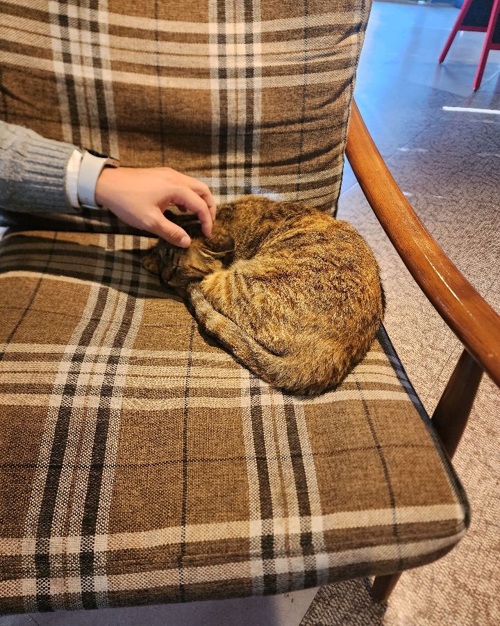카페에서 쉬고 있는 고양이: 카페의 마스코트처럼 편안하게 낮잠을 즐기고 있다.