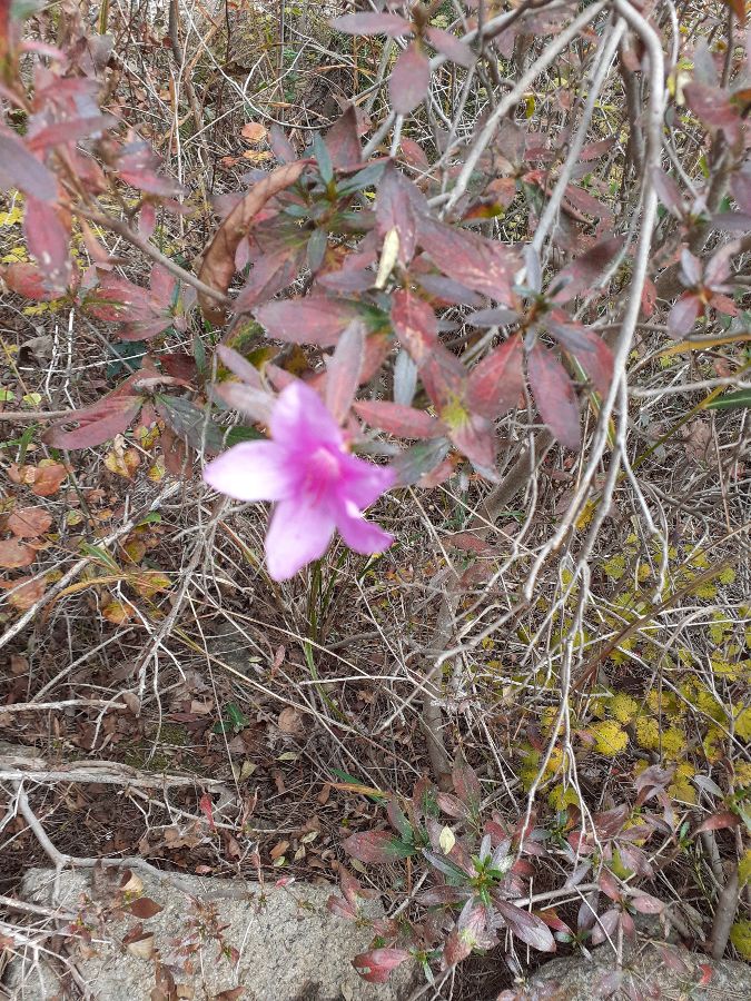 매월당 주변을 수놓은 아름다운 꽃들, 자연의 아름다움에 흠뻑 취하다.