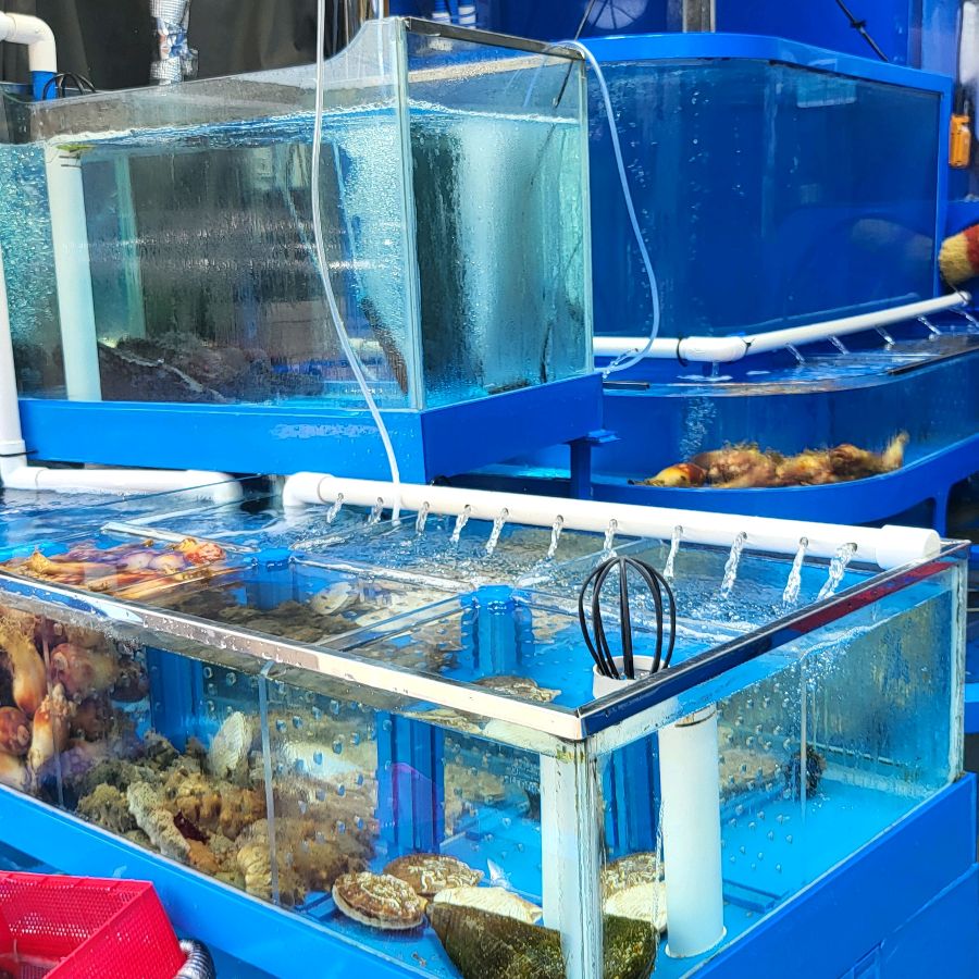 깨끗하게 관리된 수족관