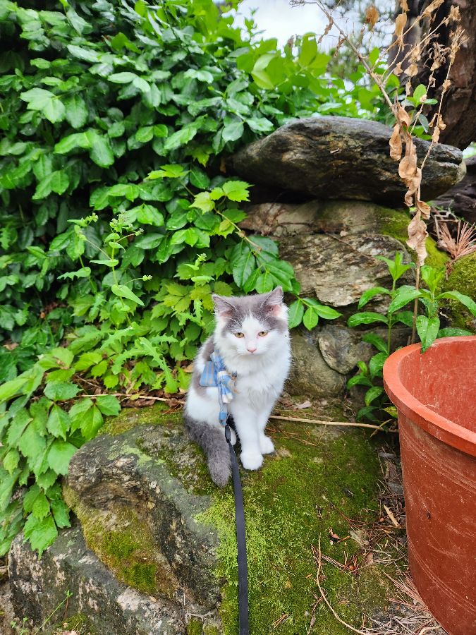 반려동물과 함께 즐거운 시간을 보낼 수 있는 카페