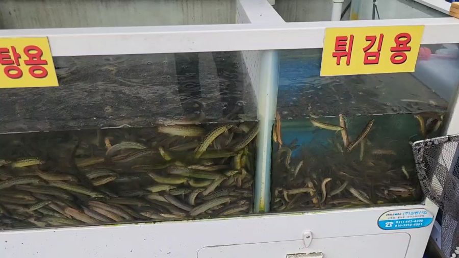 싱싱한 미꾸라지들이 활기차게 헤엄치는 수족관