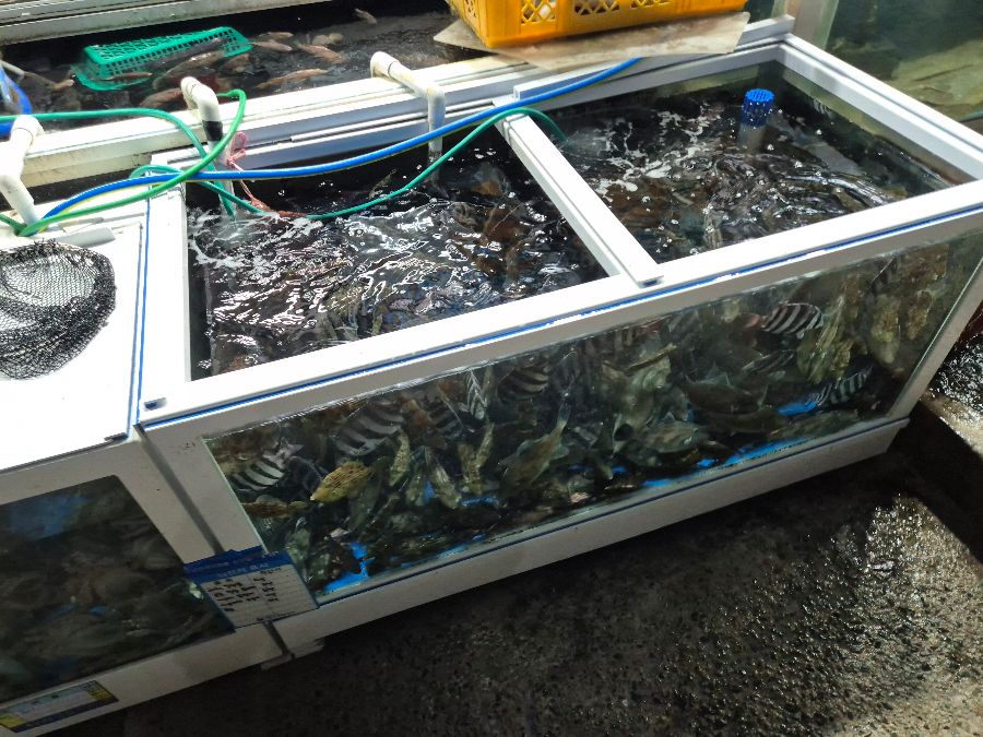 싱싱한 활어들이 가득한 수조