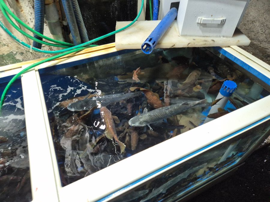 다양한 어종이 있는 수조