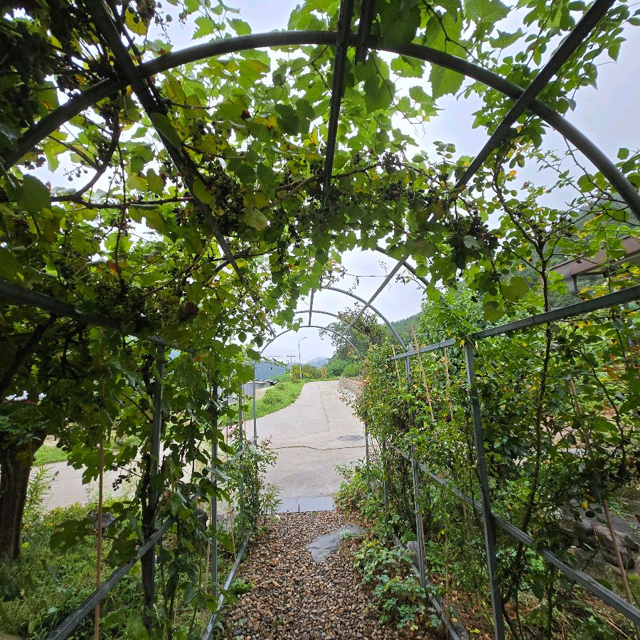 아치형 입구를 덮은 푸른 덩굴 식물