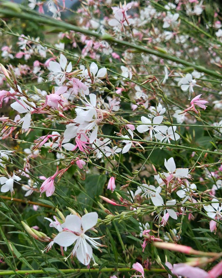 정원의 아름다운 꽃