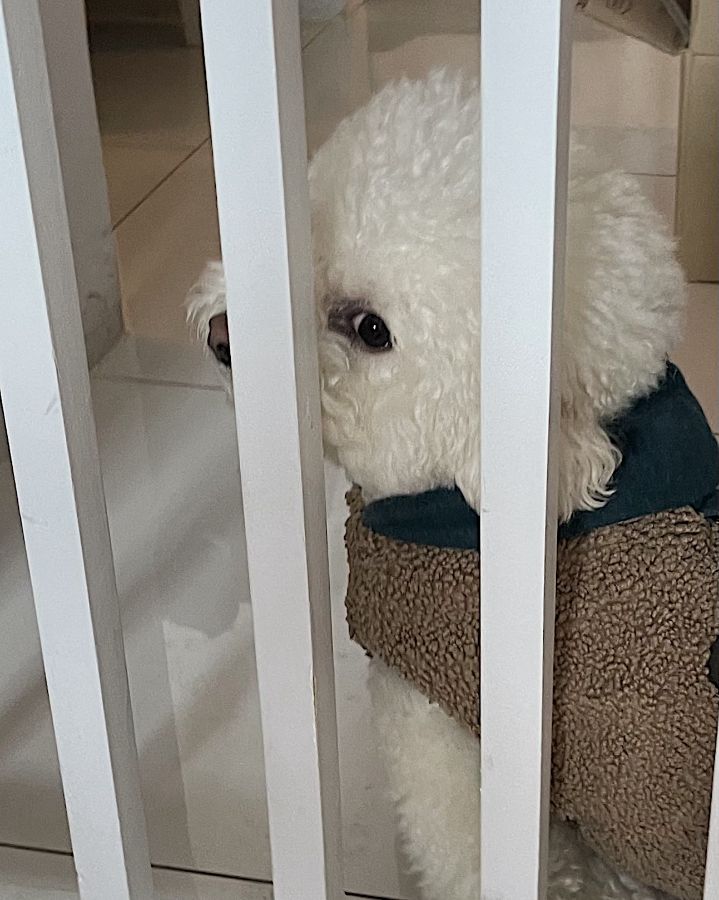 애교 넘치는 강아지, 위플랜트위커피의 마스코트입니다.