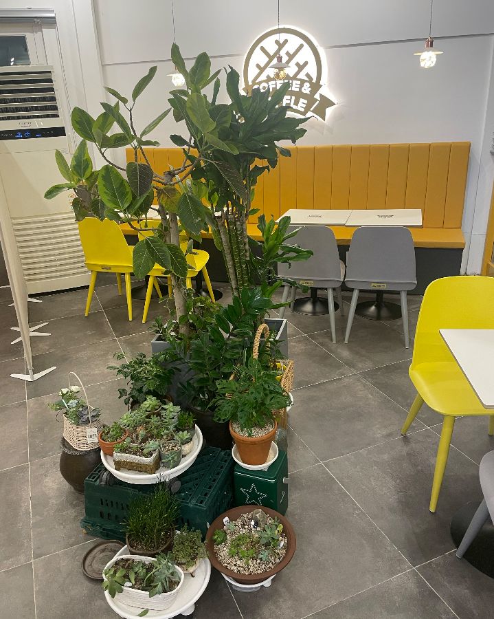 매장 내부의 아늑한 분위기를 더하는 플랜테리어