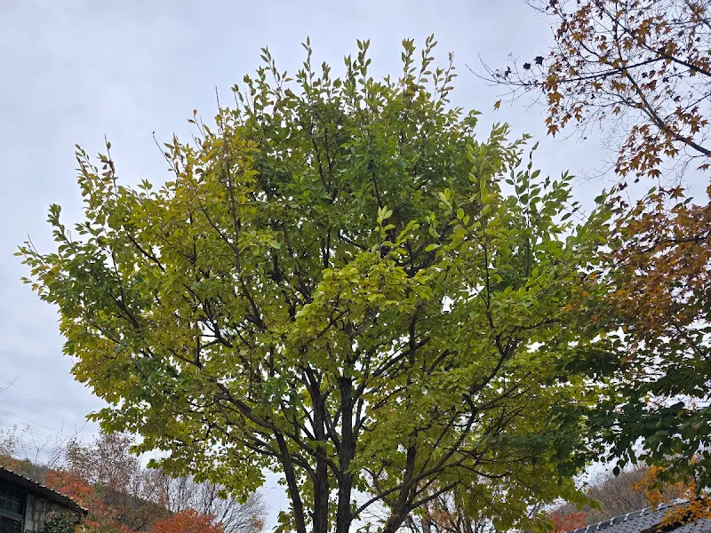 식당 주변 나무