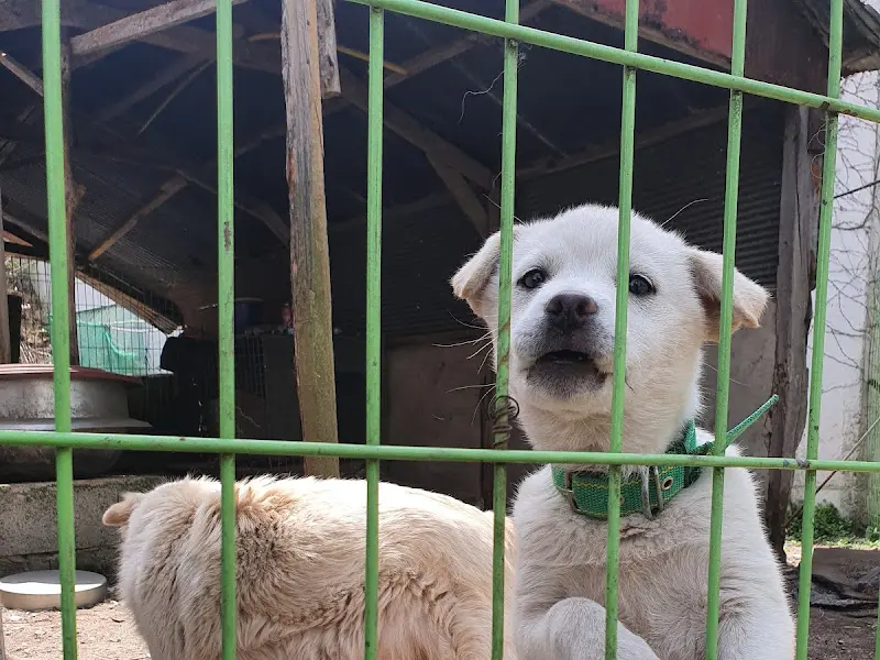 귀여운 강아지들