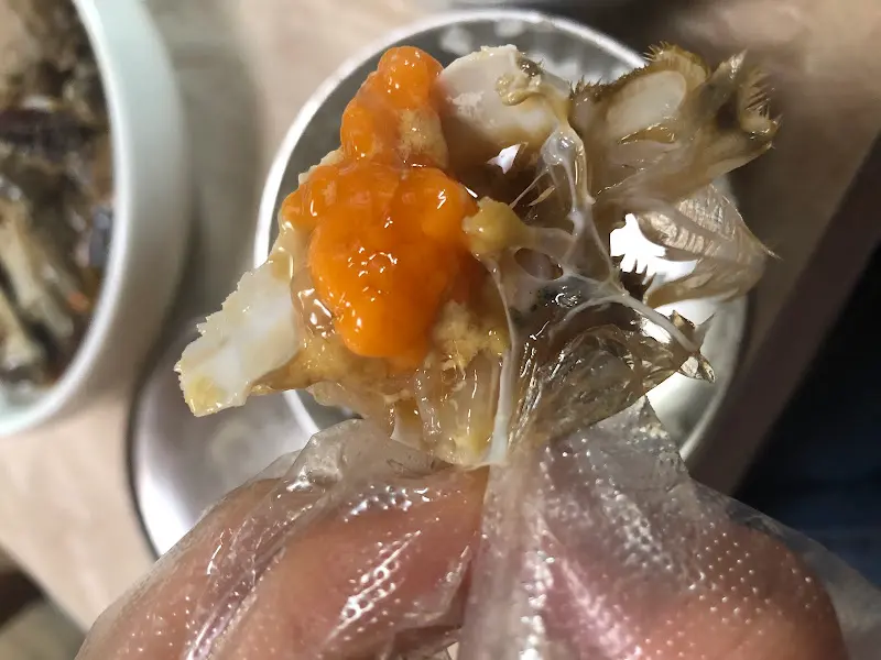 게딱지에 담긴 알