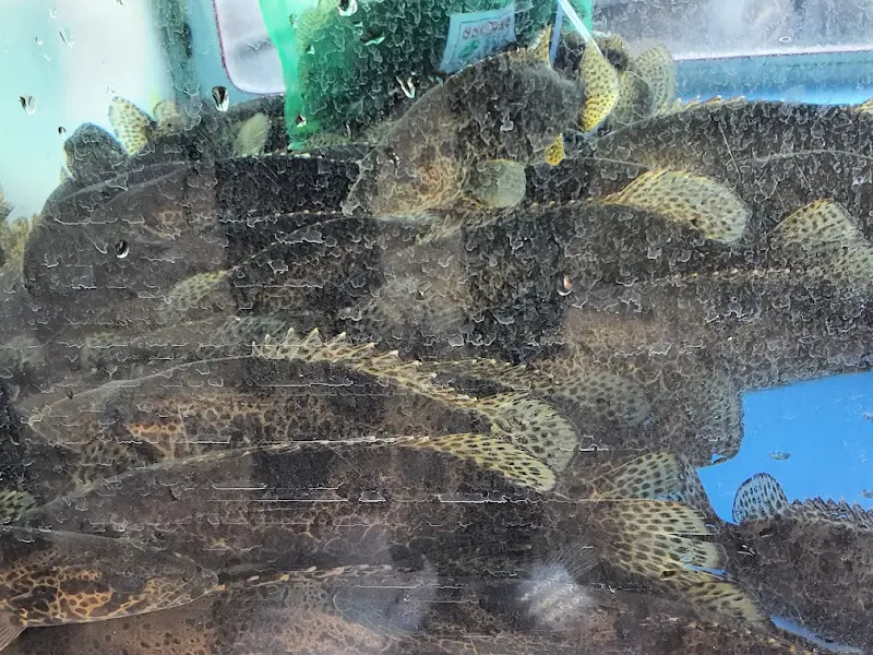 수족관 속 쏘가리