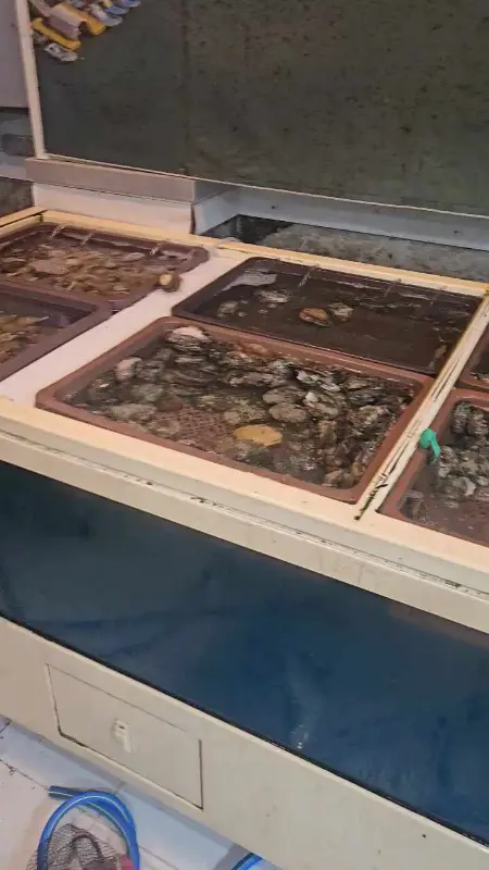 싱싱한 해산물이 가득한 수족관