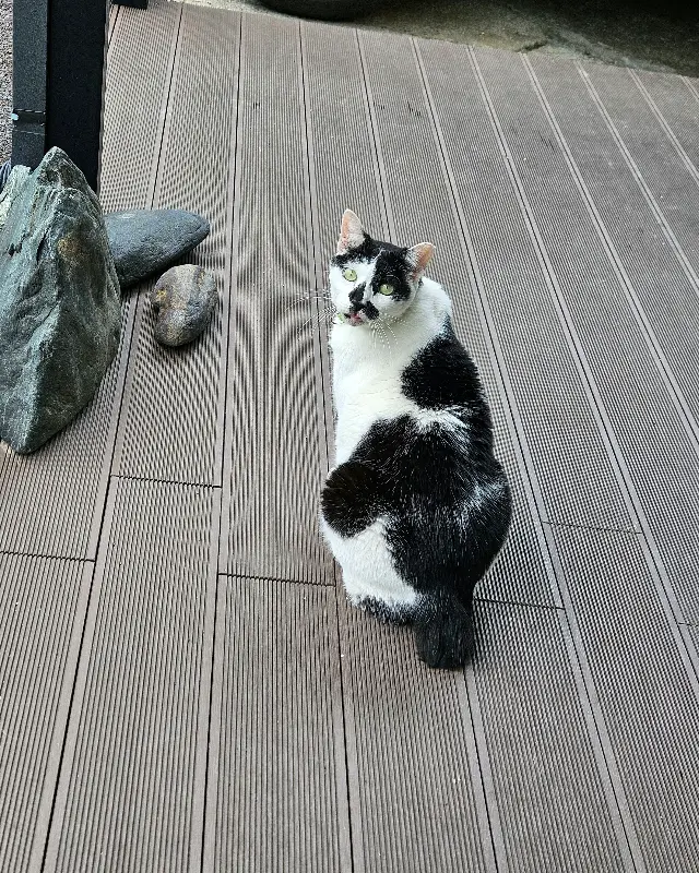 고토일 청국장 앞에서 쉬고 있는 고양이