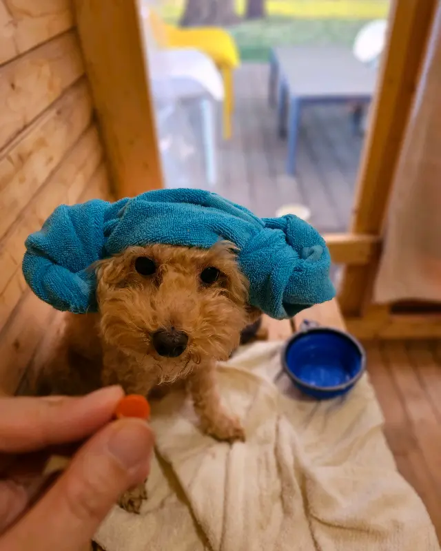 강아지에게 수건을 씌워놓은 모습