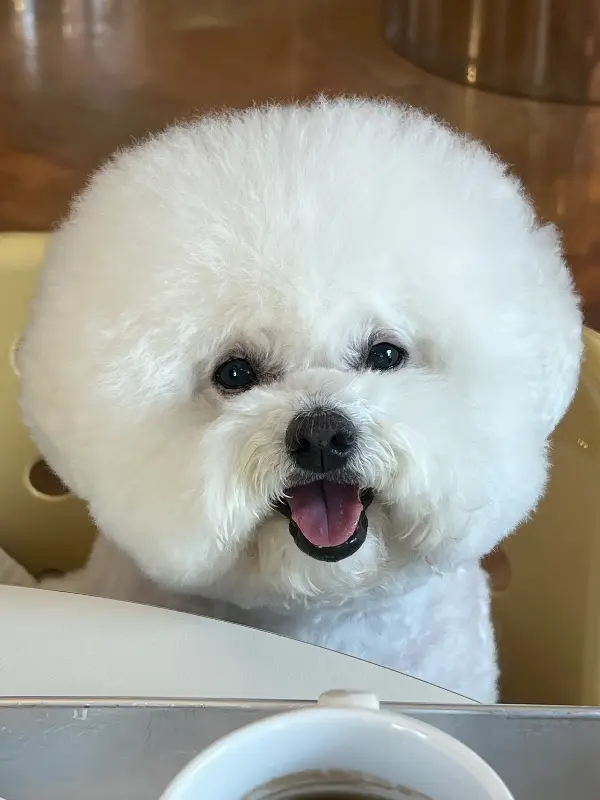 반려견 동반이 가능한 10AMPM