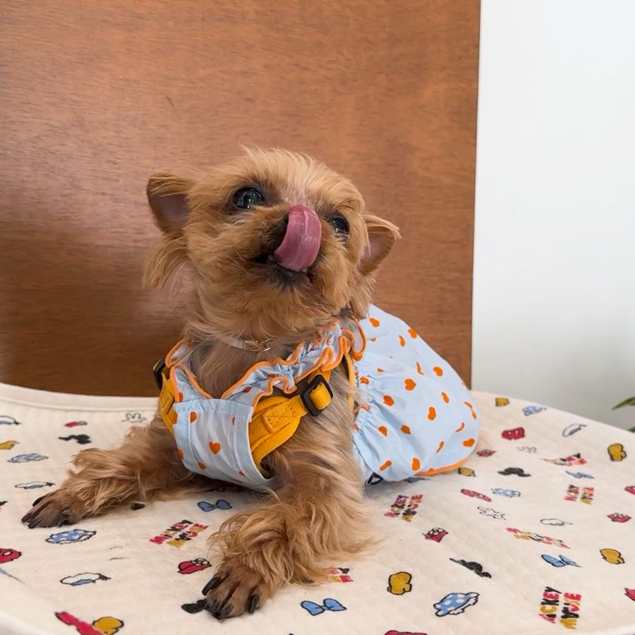 귀여운 강아지 손님