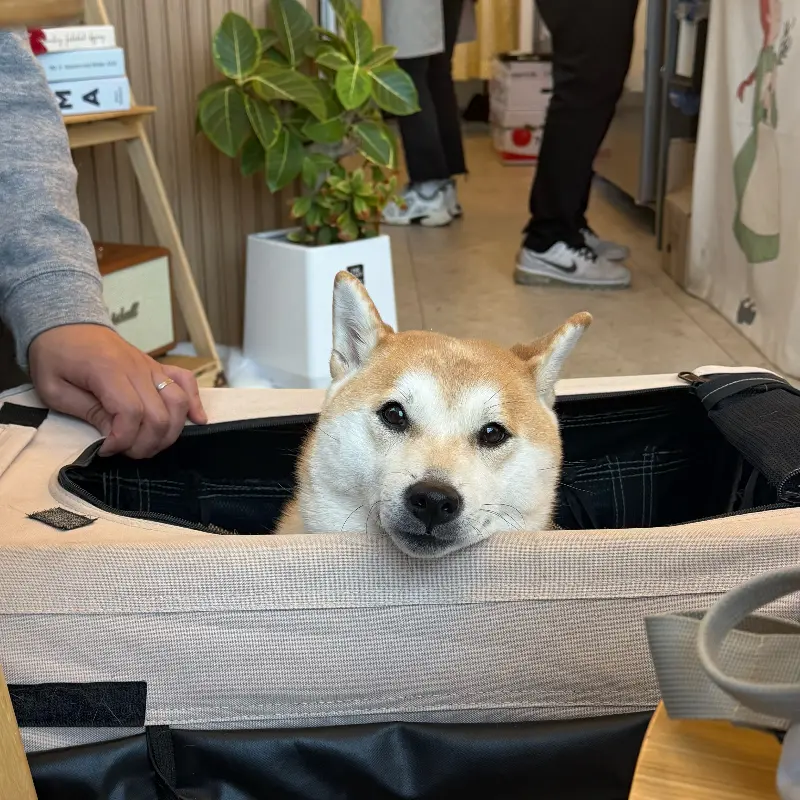 켄넬 안에 있는 강아지