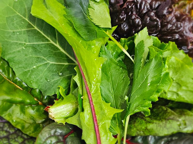 싱싱한 쌈 채소 모듬