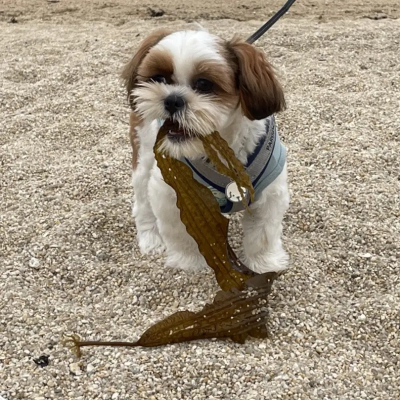 강아지와 함께 즐거운 시간