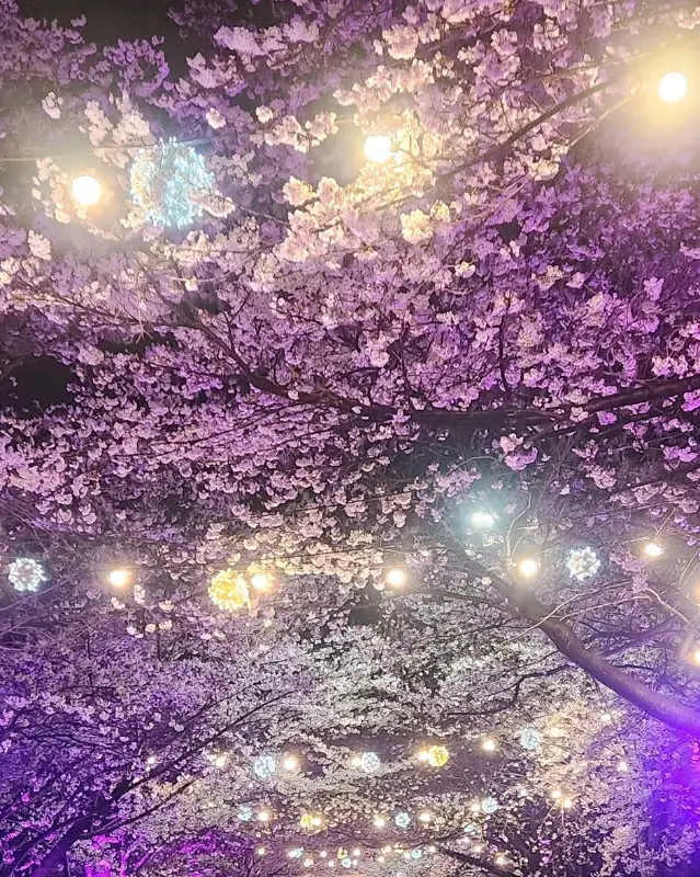 김제의 아름다운 벚꽃길