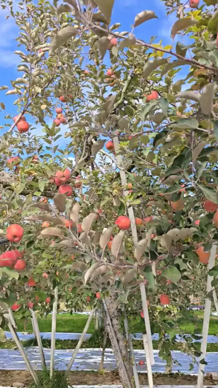 사과가 주렁주렁 열린 사과나무