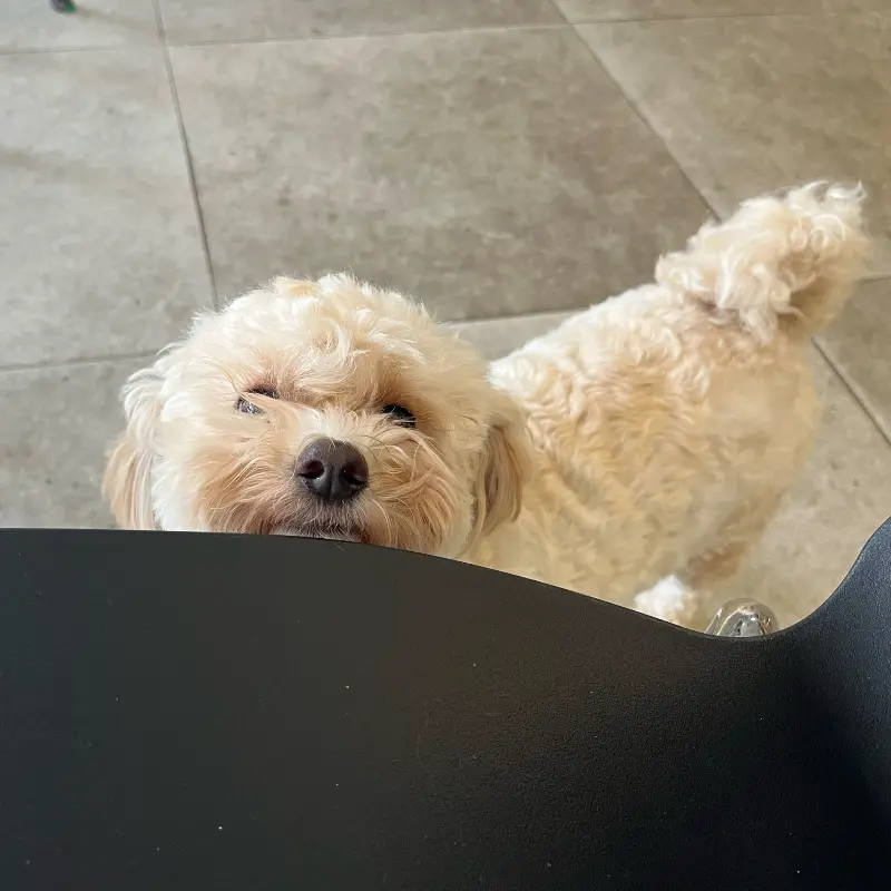 테이블 위에 놓인 음료와 디저트