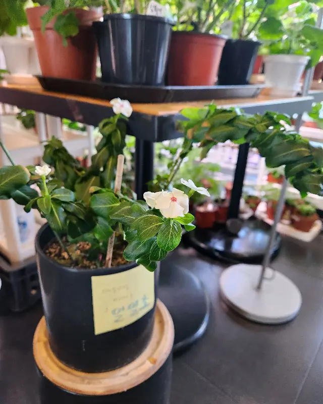 테이블 위에 놓인 작은 화분