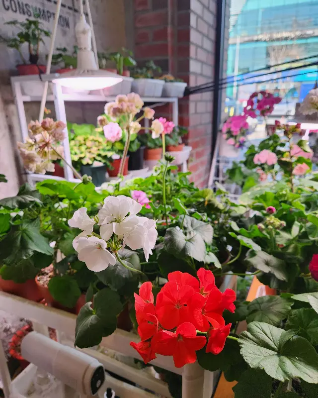 카페 내부를 장식하고 있는 다양한 식물들