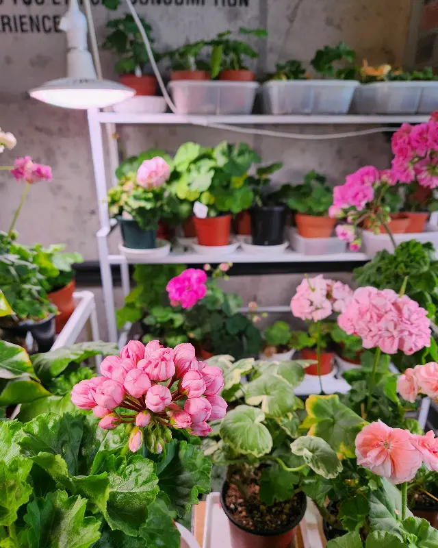 화사하게 피어있는 꽃들