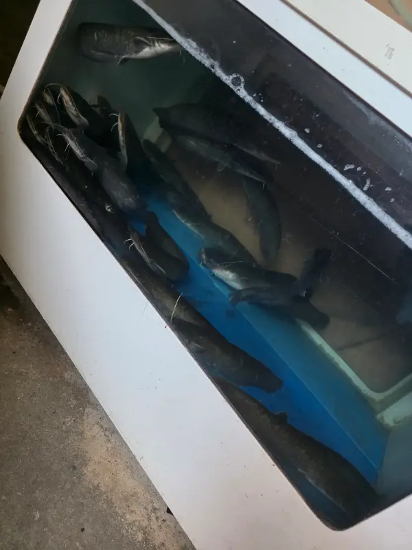 수족관 안의 메기