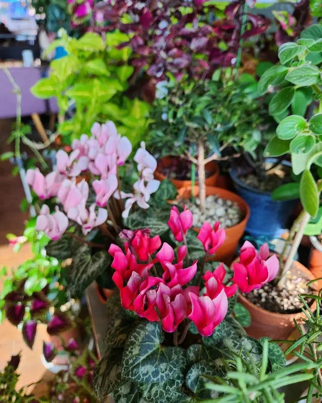 다양한 종류의 화분