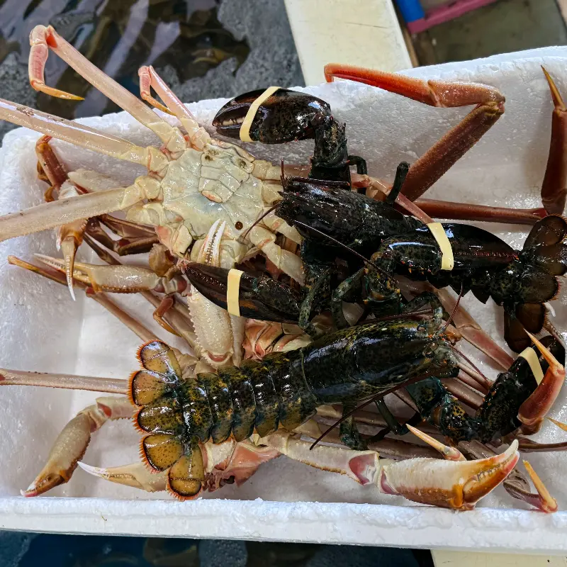 수족관 속 랍스터와 대게