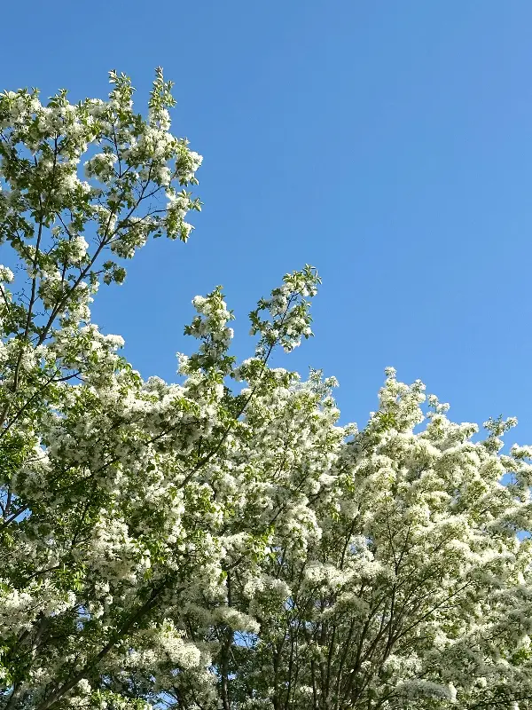 하늘을 향해 뻗은 나무