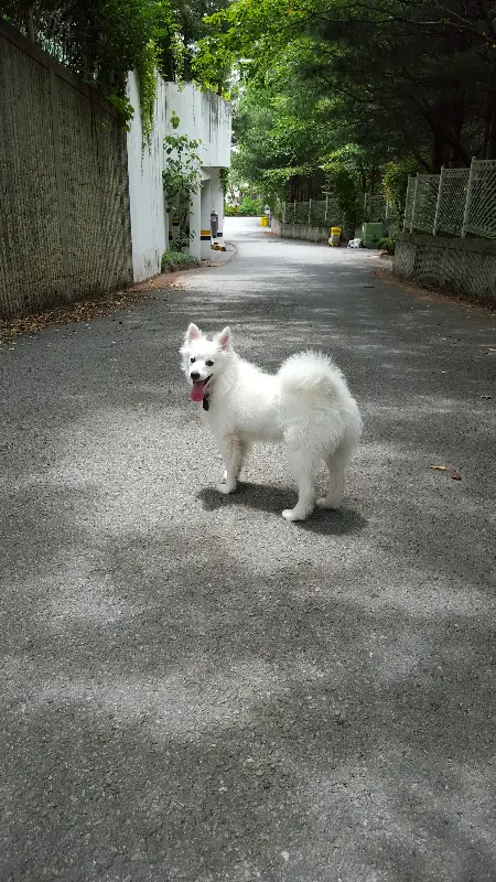 해물과 떡, 야채가 어우러진 해물떡볶이