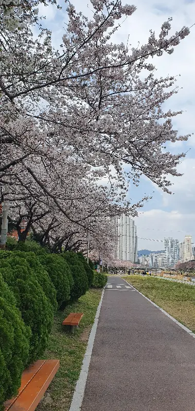 벚꽃이 흩날리는 연산동 거리