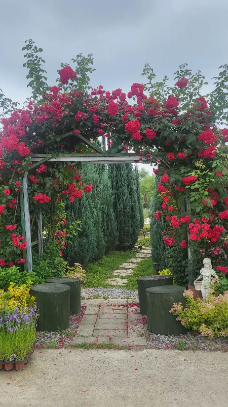 붉은 장미가 아치형으로 드리워진 입구