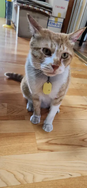 식당 마스코트 고양이