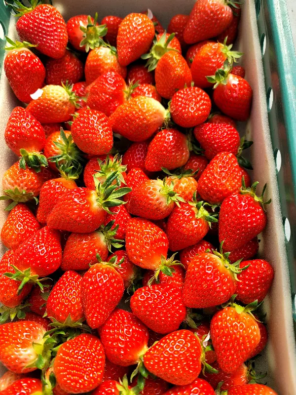 싱싱한 완도 딸기