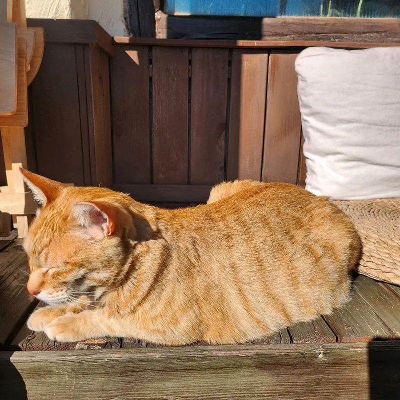 햇살 아래 낮잠을 즐기는 고양이