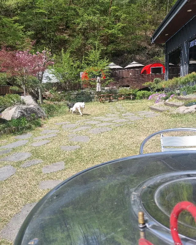 정원에서 뛰어노는 머루