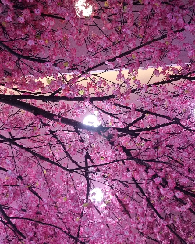 천장에 핀 아름다운 벚꽃 조형물