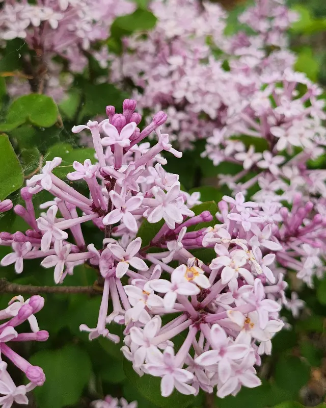 울진 여행에서 만난 아름다운 꽃