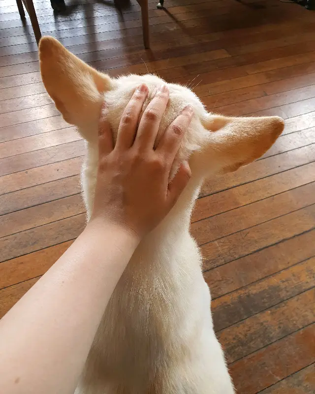 강아지 구름이를 쓰다듬는 모습