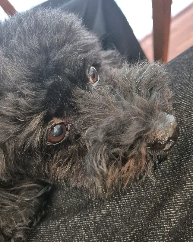 테이블 옆에 앉아있는 강아지