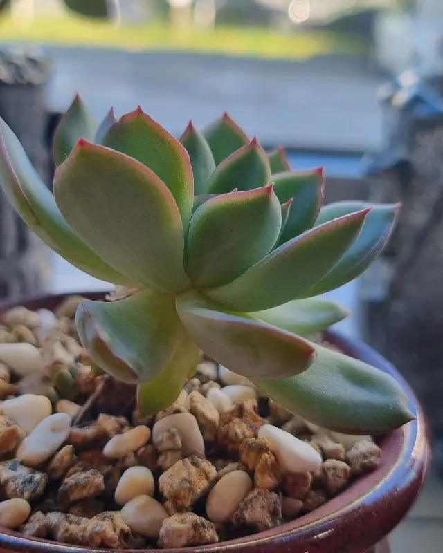 앙증맞은 다육이 화분