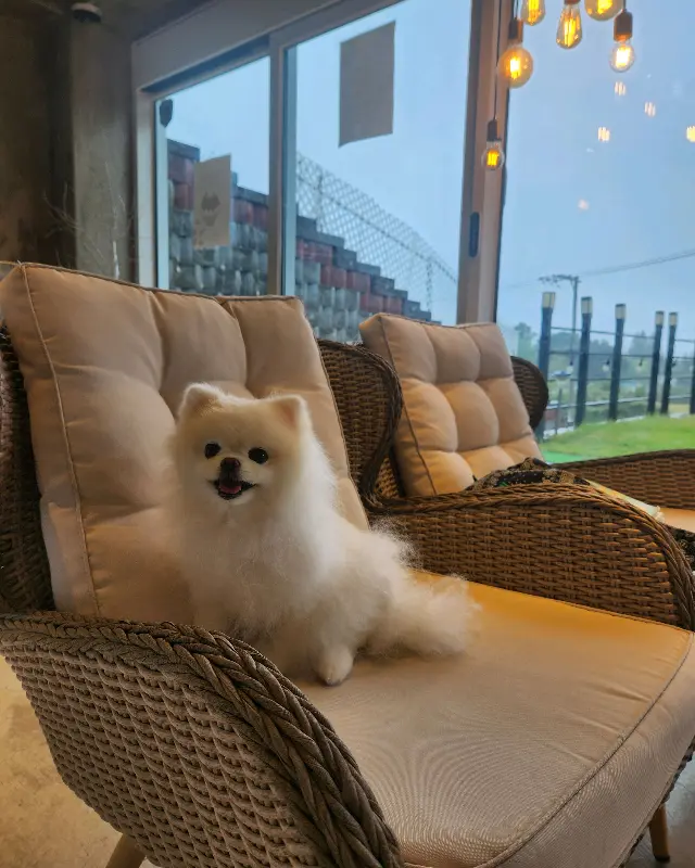 강아지와 함께 방문한 손님