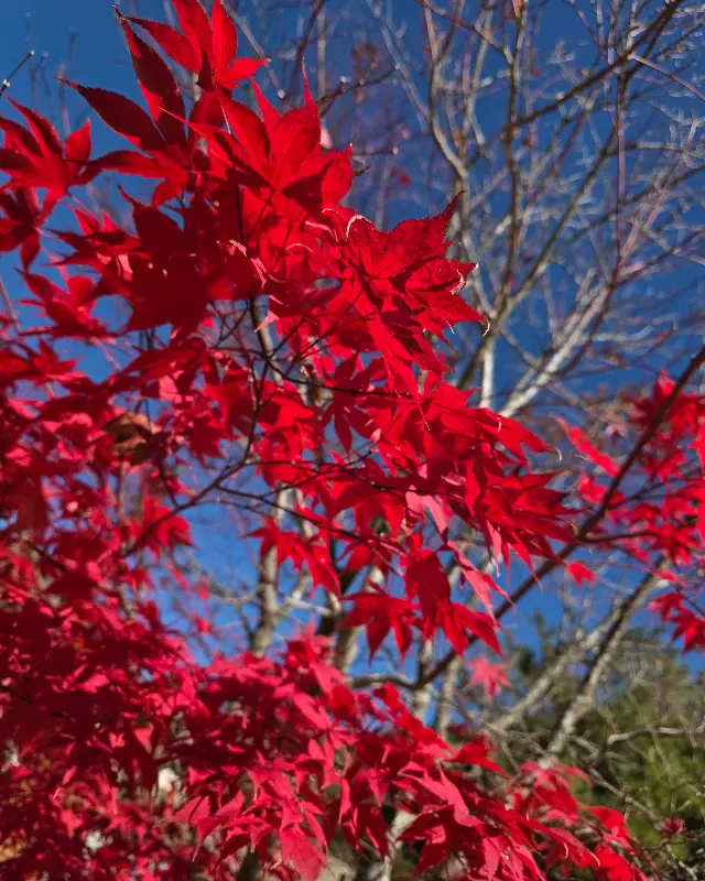 붉게 물든 단풍나무