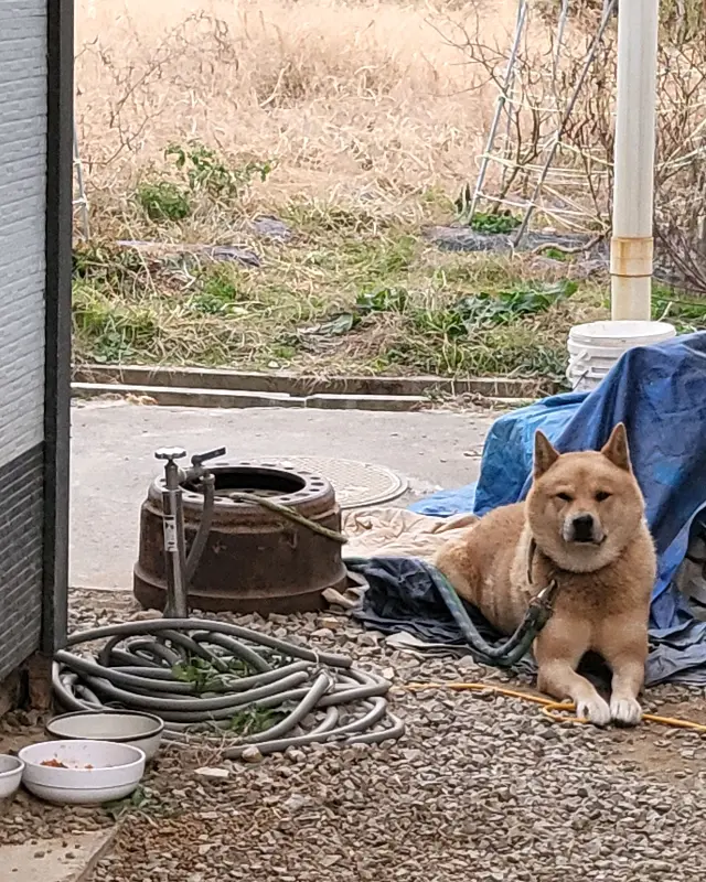 강아지 휴식 공간
