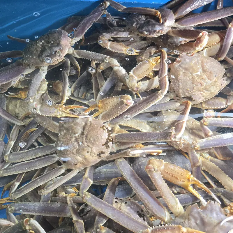 수족관 속 대게