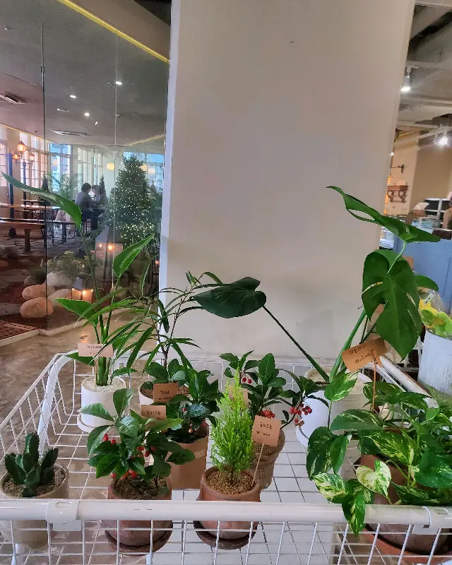 싱그러운 식물로 장식된 실내 공간